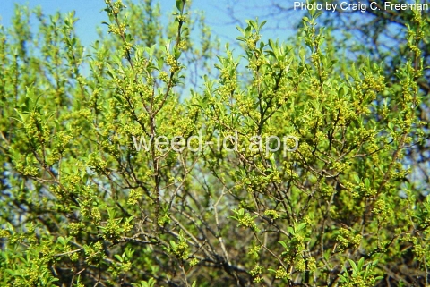 buckthorn